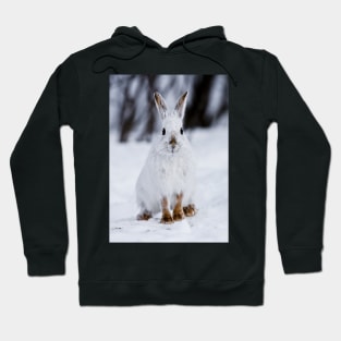 Snow Shoe Hare Hoodie